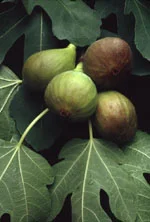 farmasconti3-2165890
