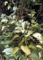 farmasconti3-2196508
