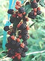 farmasconti3-2198830
