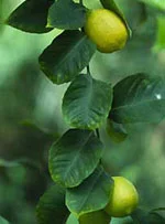 farmasconti3-2267580