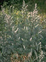 farmasconti3-2267586